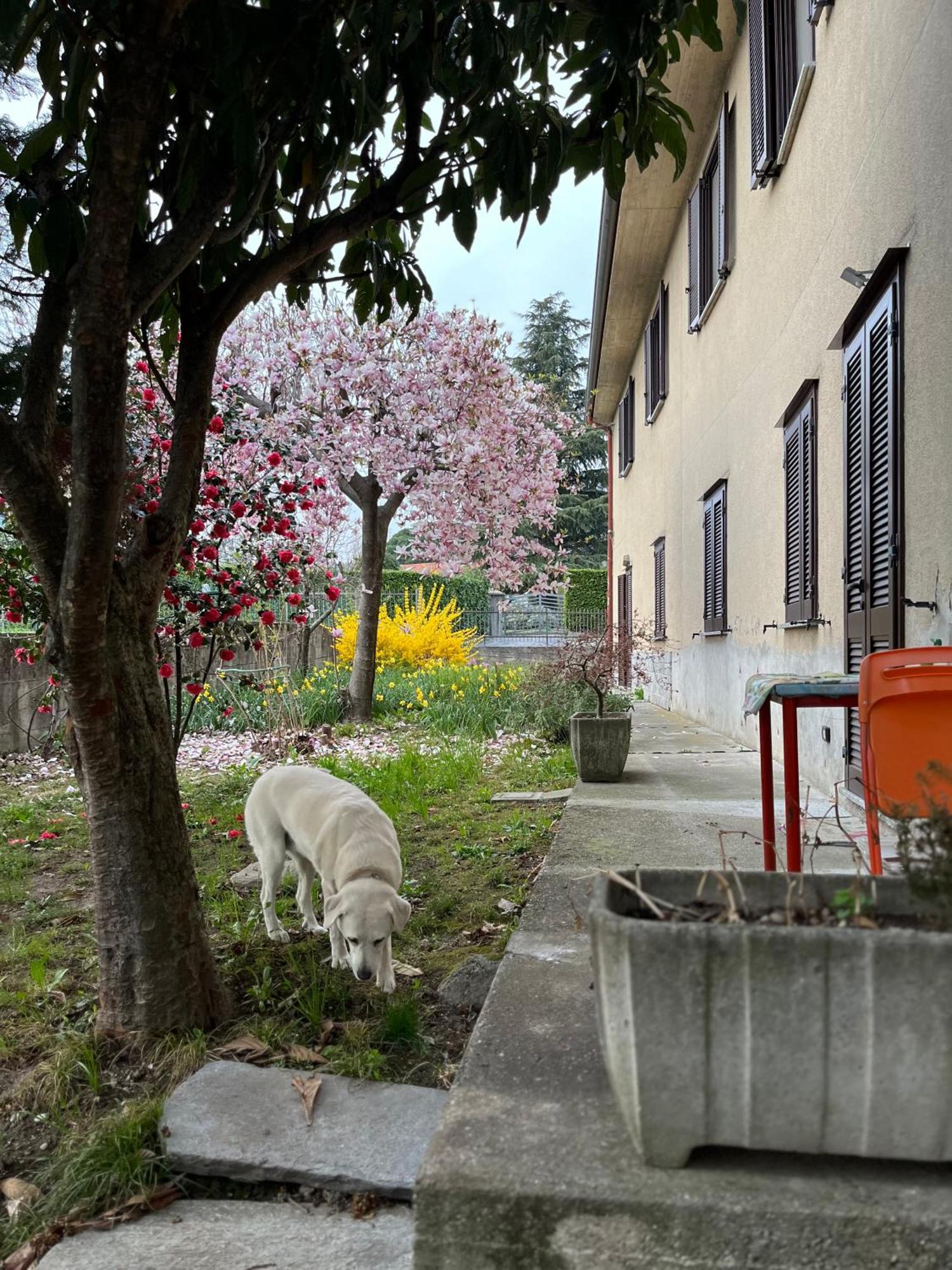 Il Cortile Como Single & Double Room In Apartment No Hotel Exterior foto
